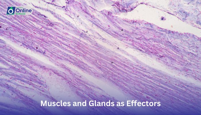 Lesson 04: Muscles and Glands as Effectors